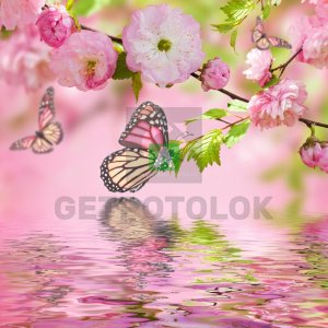 Бабочки 19