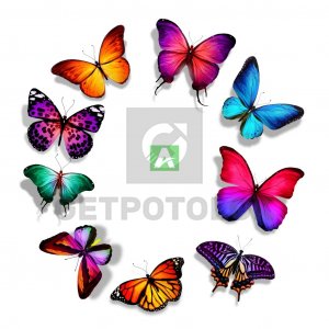 Бабочки 28