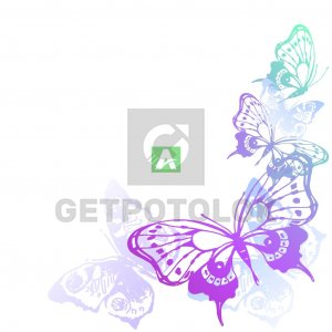 Бабочки 16