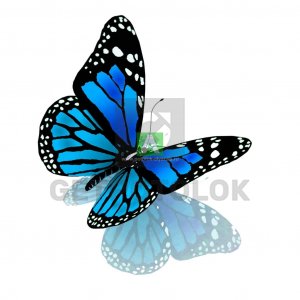 Бабочки 43