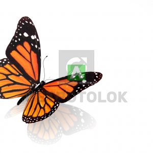 Бабочки 25