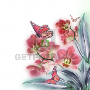 Бабочки 22