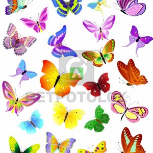 Бабочки 26