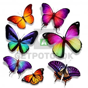 Бабочки 39